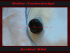 Rubber reset Button from the Trip Odometer ZB. for Mercedes w460 Ø10.5x13.3 mm